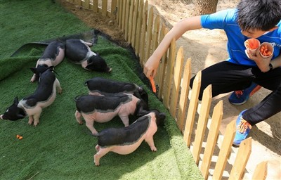 Kaj bi storili, če bi morskega prašička zadela vročinska kap